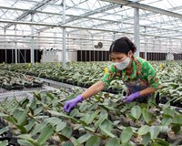 Hà Nội Xây dựng vận hành 35 mô hình sản xuất nông nghiệp áp dụng hệ thống đảm bảo chất lượng nội bộ 