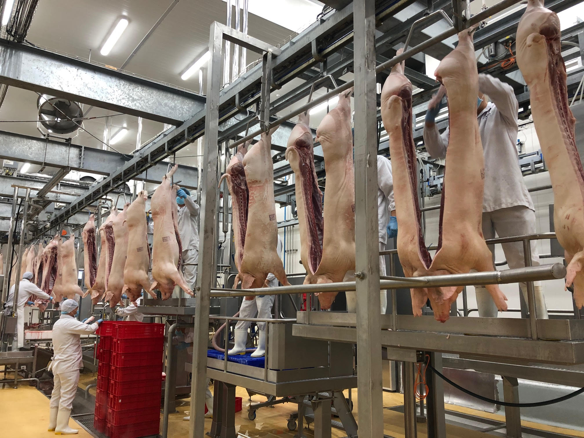 Giải pháp tăng nguồn cung thịt lợn Tăng thời gian nuôi!