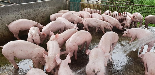 Giá heo hơi hôm nay 612 Chính thức đạt mốc 80.000 đồngkg