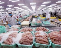  Giá cá tra xuất khẩu sang Colombia chưa hấp dẫn được doanh nghiệp Việt Nam 
