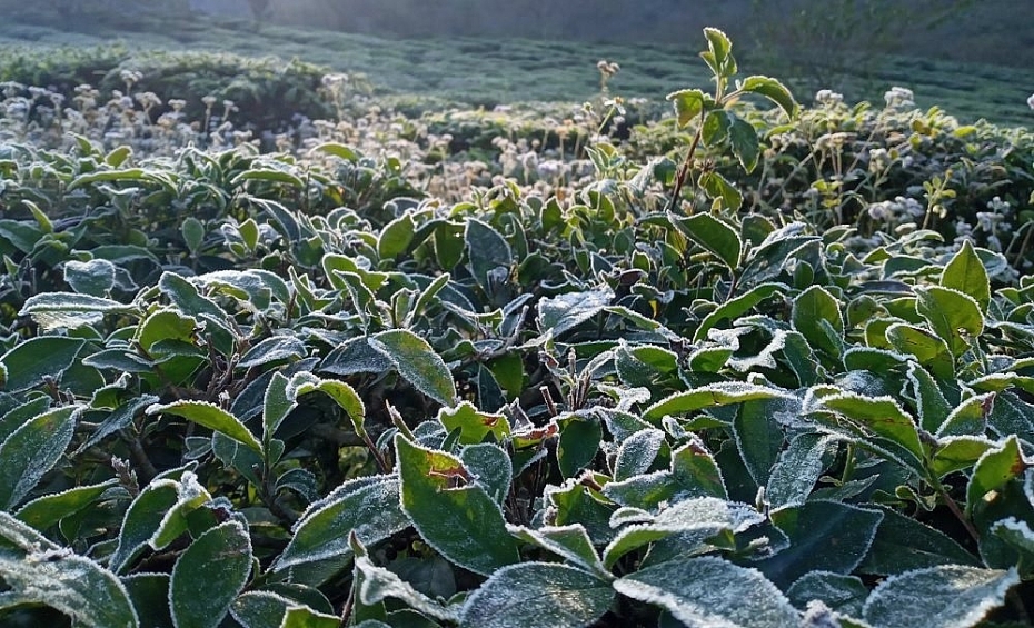 Sơn La Hơn 1.000 ha cây trồng bị thiệt hại do sương muối