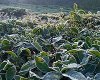 Sơn La Hơn 1.000 ha cây trồng bị thiệt hại do sương muối 