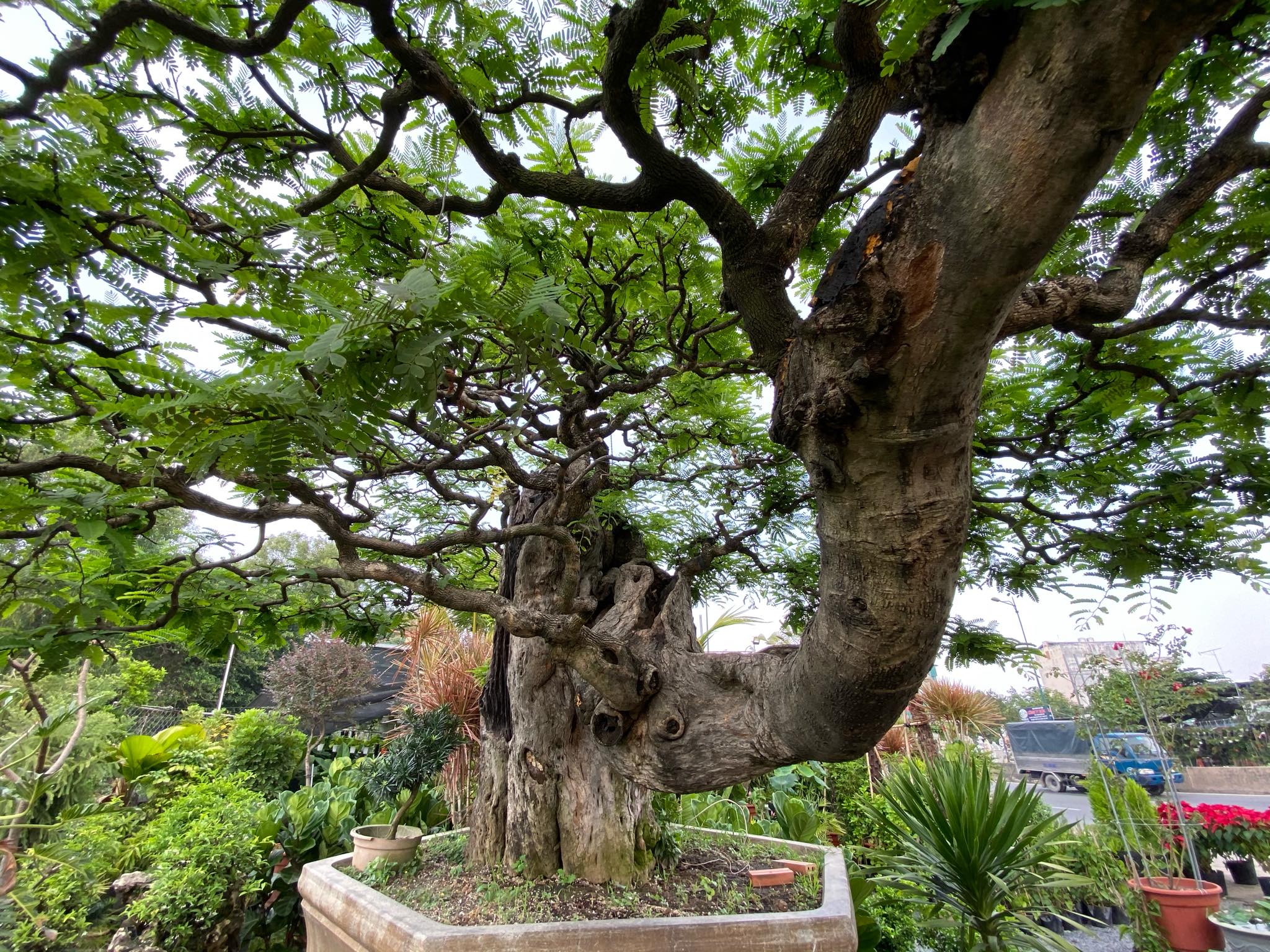 TP.HCM ‘Cụ me’ 132 tuổi, trả giá 3,2 tỷ đồng vẫn không bán