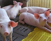 Giá heo hơi hôm nay 11/12 Tăng liên tiếp giá heo gần chạm ngưỡng ̣90.000 đồng/kg 