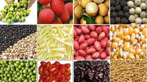 Giá cả thị trường nông sản ngày 1212 Cà phê bất ngờ giảm nhẹ, hồ tiêu tiếp tục trầm lắng