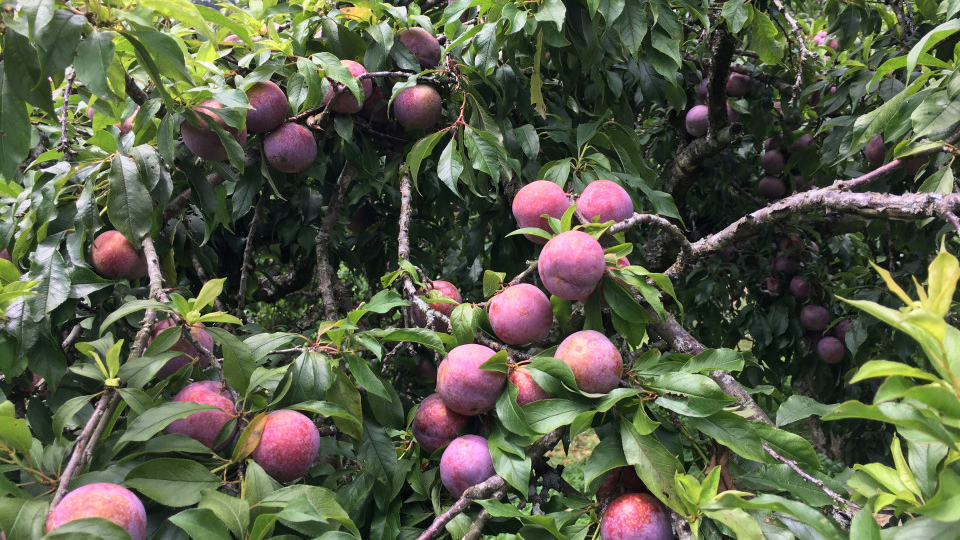 Thực hư chuyện mận Mộc Châu trái mùa giá sốt