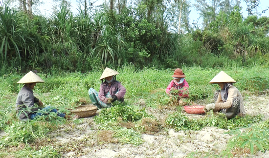 Hà Nội Chuyển đổi hơn 974 ha cơ cấu cây trồng trên đất trồng lúa năm 2019