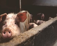 Nhóm tội phạm Trung Quốc phát tán thông tin lây lan dịch tả lợn châu Phi để ép giá người chăn nuôi 