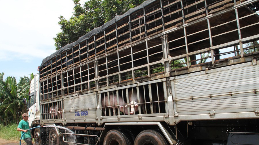 Bộ Công thương Không có tình trạng xuất lậu lợn sang Trung Quốc