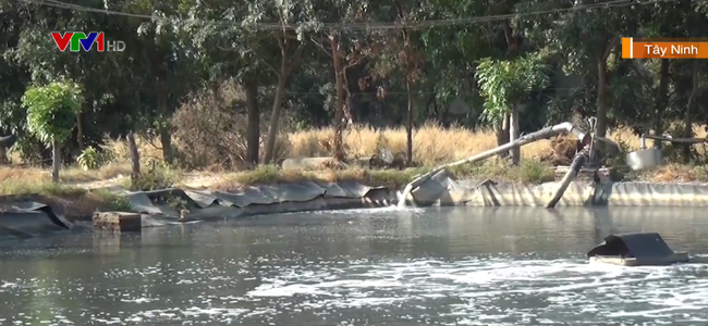 Tây Ninh Công ty sản xuất tinh bột sắn xả thải ra môi trường