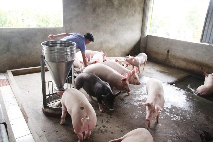 Hà Nội Đã có 387 xã, phường, thị trấn đã qua 30 ngày không phát sinh bệnh dịch tả lợn châu Phi