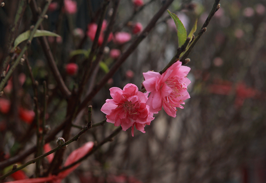 Đào Nhật Tân nở sớm, “nhắc” người dân Tết đã cận kề