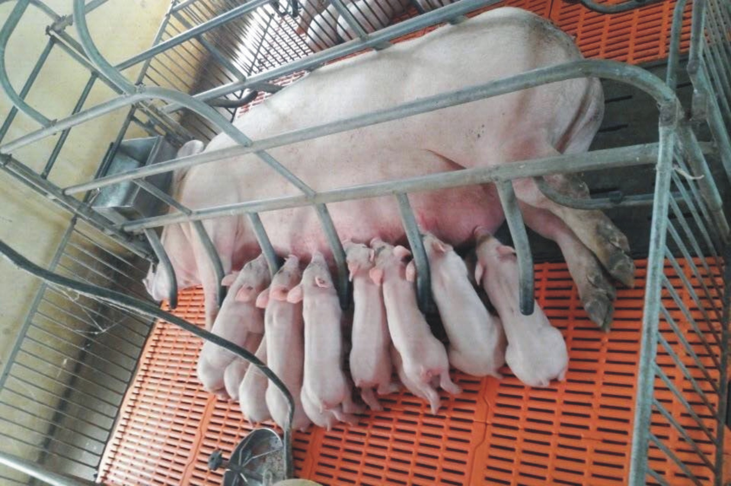 Đáp ứng đủ giống tái đàn lợn