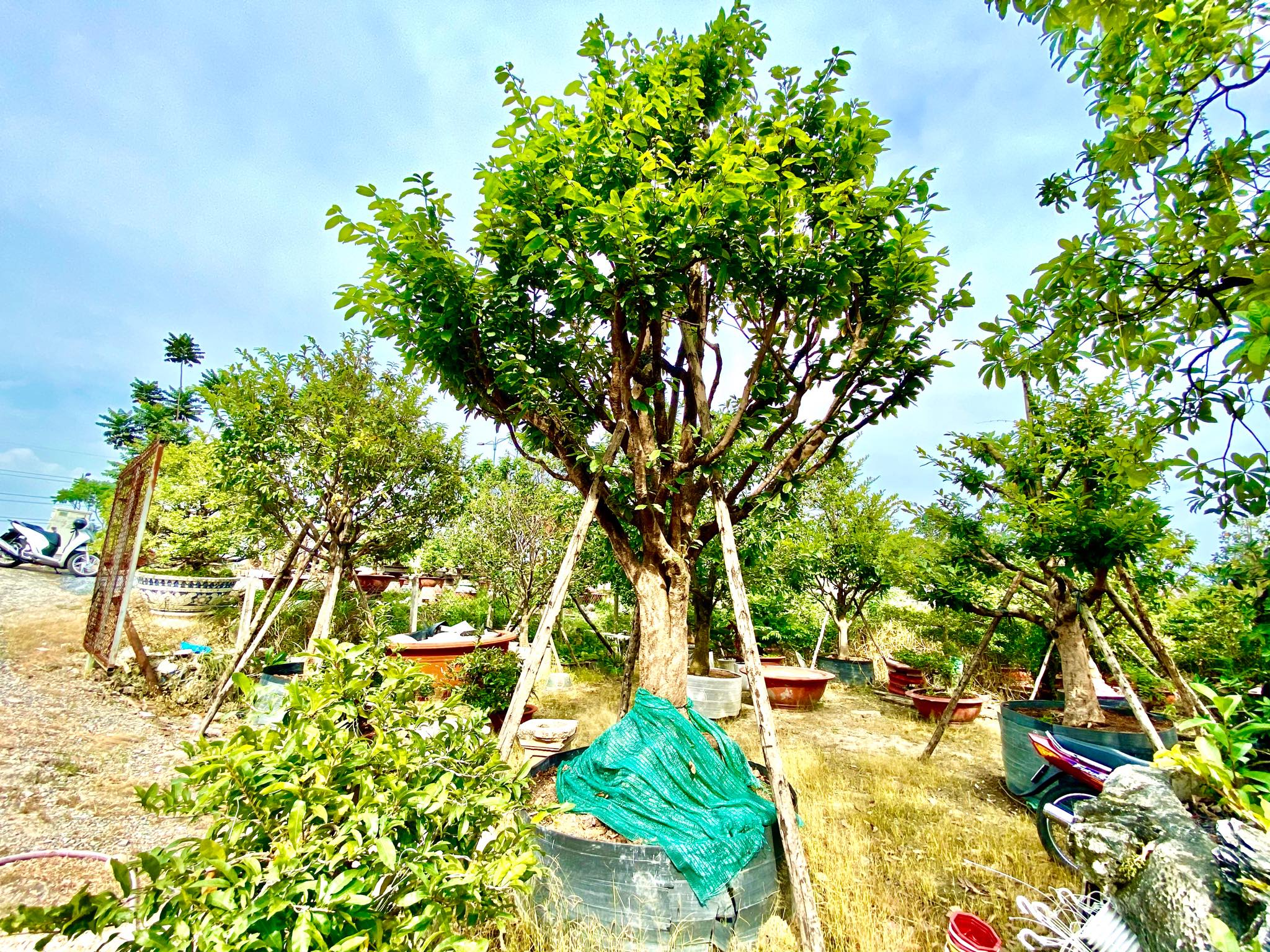 Hoa Mai chơi Tết bày bán tại vỉa hè TP. HCM có giá như thế nào