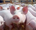 Giá heo hơi hôm nay 25/12: Tiếp tục neo mức giá 100.000 đồng/kg
