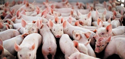 Giá heo hơi hôm nay ngày 2612 Vẫn giữ mức cao quanh ngưỡng 100.000 VNĐkg