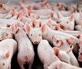 Giá heo hơi hôm nay 26/12 Vẫn giữ mức cao quanh ngưỡng 100.000 đồng/kg 