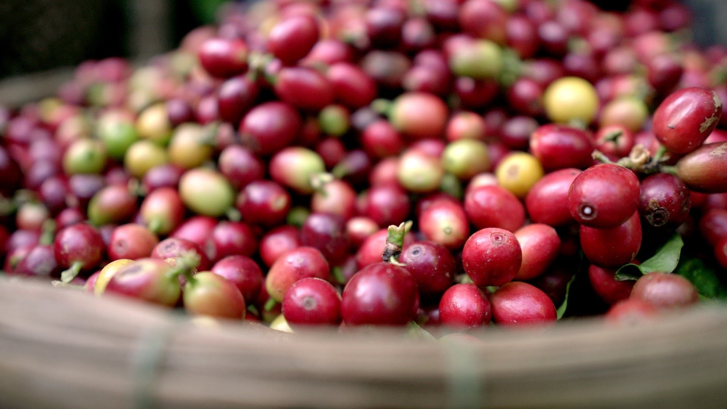 Giá cà phê hôm nay ngày 2712 Giá cà phê trong nước giảm nhẹ, cà phê thế giới có hướng tăng trở lại