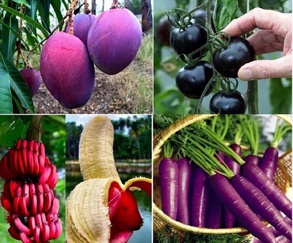 Tăng sức hút cho nông sản bằng việc đưa ra thị trường những loại rau quả ngon có màu sắc bắt mắt