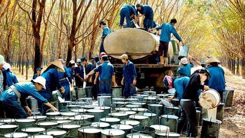 Trung Quốc thị trường tiêu thụ cao su lớn nhất của Việt Nam