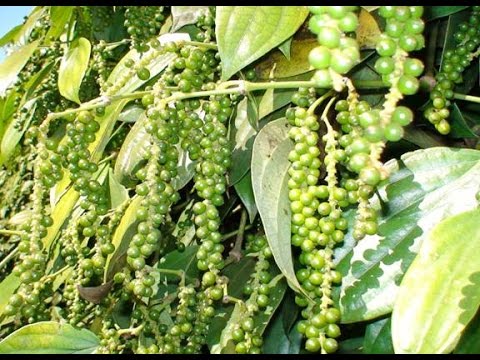 Giá hồ tiêu hôm nay ngày 41 Giảm 500 đồngkg tại một số nơi , giao dịch ở ngưỡng 39.000 - 42.000 đồngkg