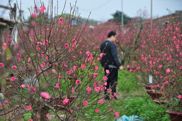 Ảnh hưởng thời tiết giá đào tết Canh Tý 2020 sẽ khá cáo