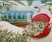 Xuất khẩu tôm sẽ khả quan hơn trong năm 2020 