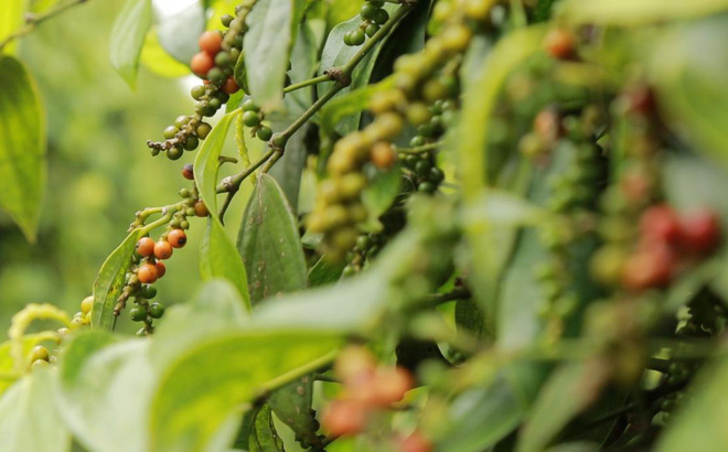 Giá hồ tiêu hôm nay 81 Tiếp tục đi ngang