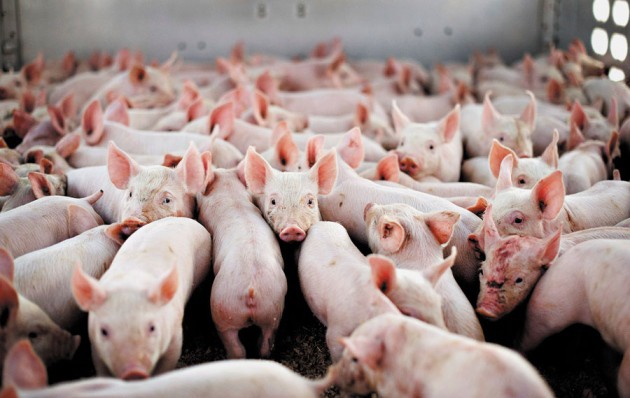 Giá heo hơi hôm nay 91 Miền Bắc dao động mức 80.000 đồngkg, miền Trung và miền Nam tiếp tục giảm 6.000 đồngkg