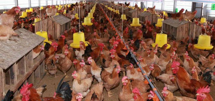 Đẩy mạnh phát triển chăn nuôi gia súc, gia cầm, thủy sản bù đắp lượng thịt lợn thiếu hụt