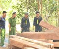 Bắt 3 cán bộ Công ty TNHH lâm nghiệp Ea Kar liên quan đến vụ phá rừng quy mô lớn 