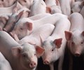 Giá heo hơi hôm nay 14/1: Miền Bắc giá 88.000 đồng/kg, miền Nam rớt mạnh giá còn 75.000 đồng/kg        