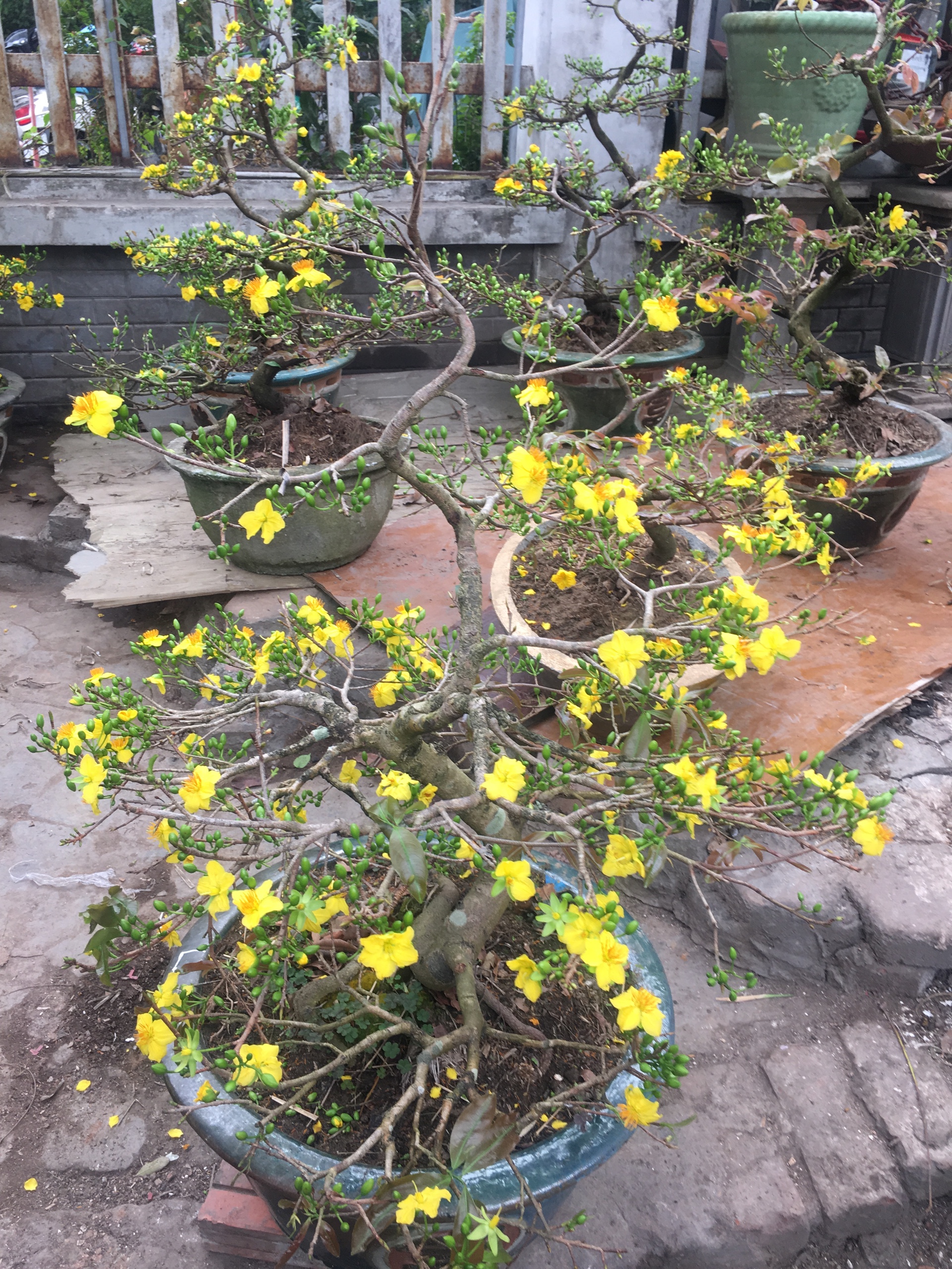 Hà Nội Mai vàng xuống phố khoe sắc xuân