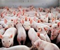 Giá heo hơi hôm nay 15/1 Miền Bắc giữ mức cao nhất là 88.000 đồng/kg 