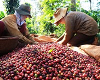 Giá cà phê hôm nay 17/1 Tăng phiên thứ 3 liên tiếp 