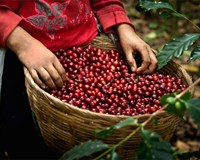Giá cà phê hôm nay ngày 18/1 Giá trong nước tăng giảm trái chiều thế giới tiếp tục lao dốc 