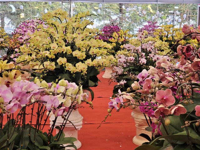 Lan hồ điệp lên ngôi vương hoa xuân Canh Tý 2020 bắt đầu giảm giá