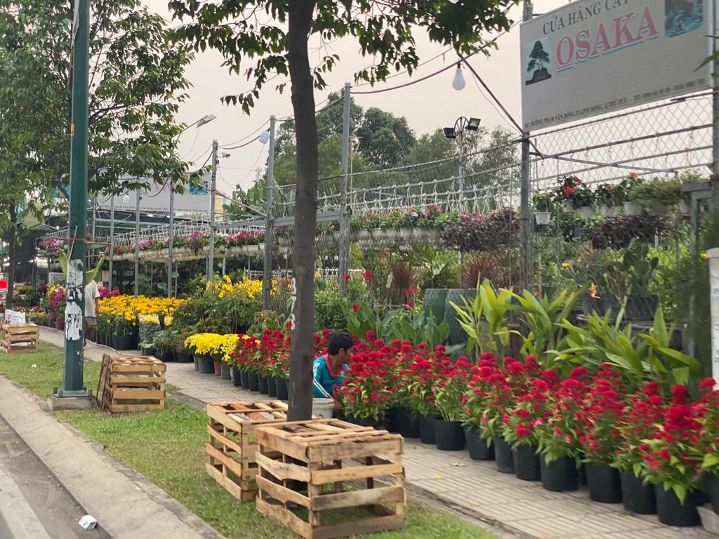 TP. HCM  Chợ hoa”Tết ven đường rộn ràng khoe sắc