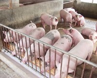 Giá heo hơi hôm nay ngày 23/1: Heo hơi bất ngờ giảm sâu xuống 78.000 đồng/kg