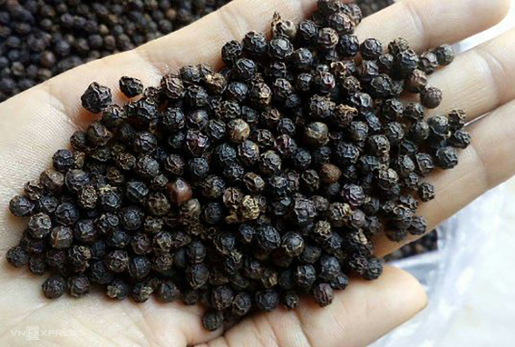 Giá hồ tiêu hôm nay ngày 2301 Tiếp tục lặng sóng