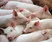 Giá heo hơi hôm nay 26/1 Giá heo hơi khu vực miền Trung cao nhất cả nước 