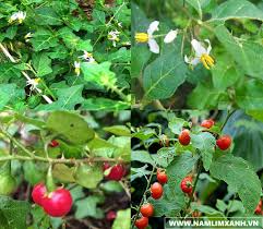 Gợi ý những thảo dược sử dụng ngày tết để có cơ thể khỏe mạnh