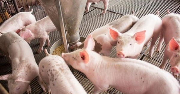 Giá heo hơi hôm nay ngày 301 Giá heo cả nước ổn định trong khoảng 78.000 - 84.000 đồng