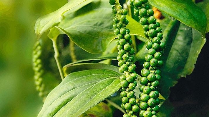 Giá hồ tiêu hôm nay ngày 301 Trượt dài tại các vùng trọng điểm