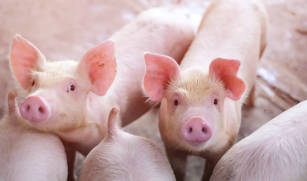 Giá heo hơi hôm nay 311 Miền Bắc giá heo dừng tăng