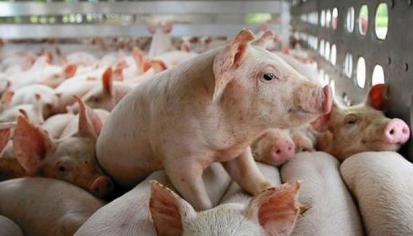 Giá heo hơi hôm nay 122020 Giá heo hơi các miền bắt đầu giảm