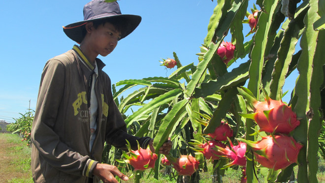 Gần 100.000 tấn thanh long chờ giải cứu vì không thể xuất sang Trung Quốc  do đại dịch nCoV