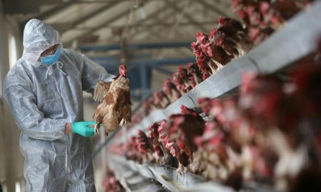 Bùng phát dịch cúm gia cầm H5N1 tại Trung Quốc giữa đại dịch corona