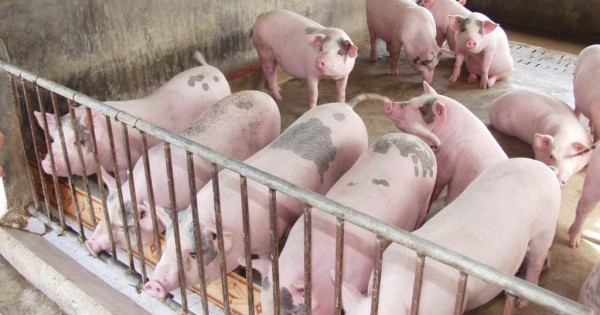 Giá heo hơi hôm nay 42 Nhập thêm thịt heo để bình ổn giá, giá heo hơi trong nước tiếp tục giảm