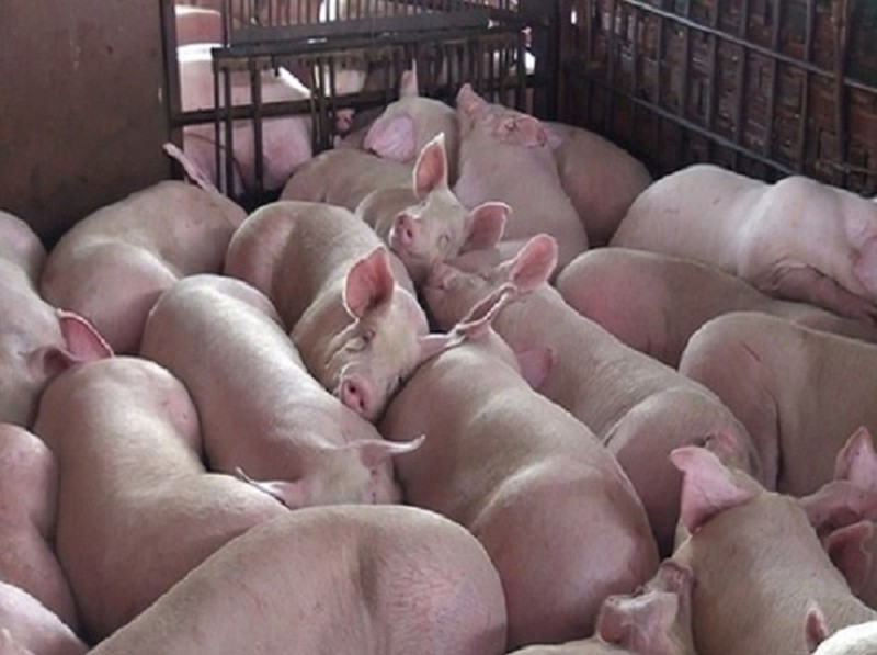 Giá heo hơi hôm nay 52 Giá heo hơi bất ngờ bật tăng, quay trở lại mức đỉnh 86.000 đồngkg 